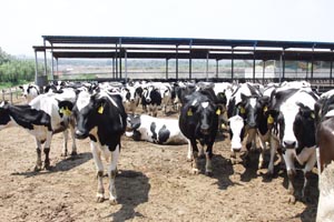 4118�ƶ����š�(�й�)�ɷ����޹�˾